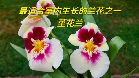 Miltoniopsis Ananda Apple