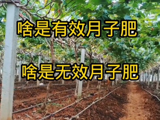 有效月子肥事半功倍,无效月子肥事倍功半,阳光玫瑰月子肥要重视,中霖高科厂家的微生物菌剂添香哔哩哔哩bilibili