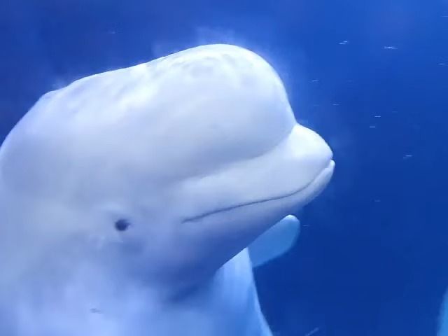 美丽优雅白海豚