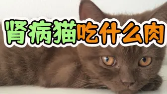 猫慢性肾病的指标解读-SDMA_哔哩哔哩_bilibili