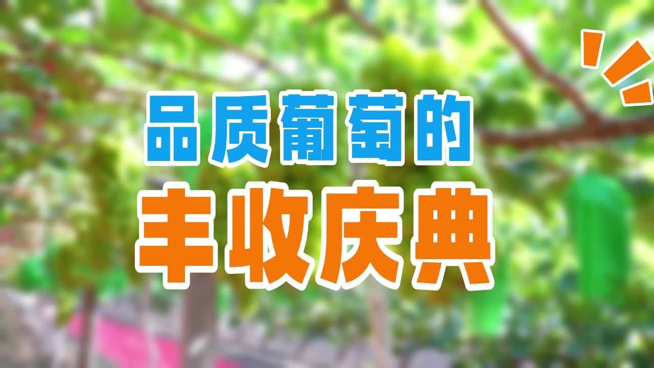 安琪福邦酵母营养肥:品质葡萄的丰收庆典哔哩哔哩bilibili