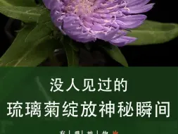 Download Video: 没人见过的琉璃菊绽放瞬间