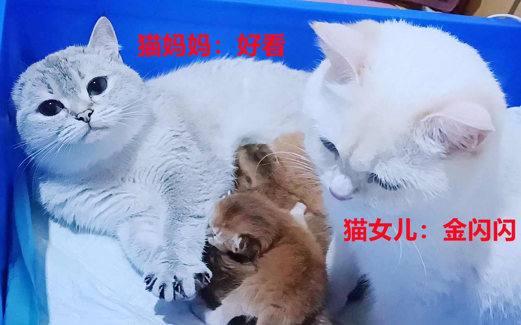 猫妈和女儿合养五只奶猫,猫妈只愿喂自己的小独苗,说它立马生气哔哩哔哩bilibili