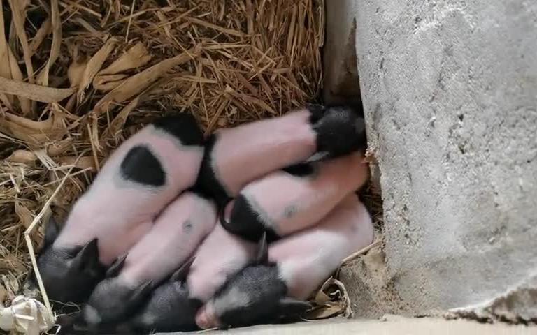 出生三天的宠物小香猪,吃的滚瓜溜圆,太喜人了哔哩哔哩bilibili