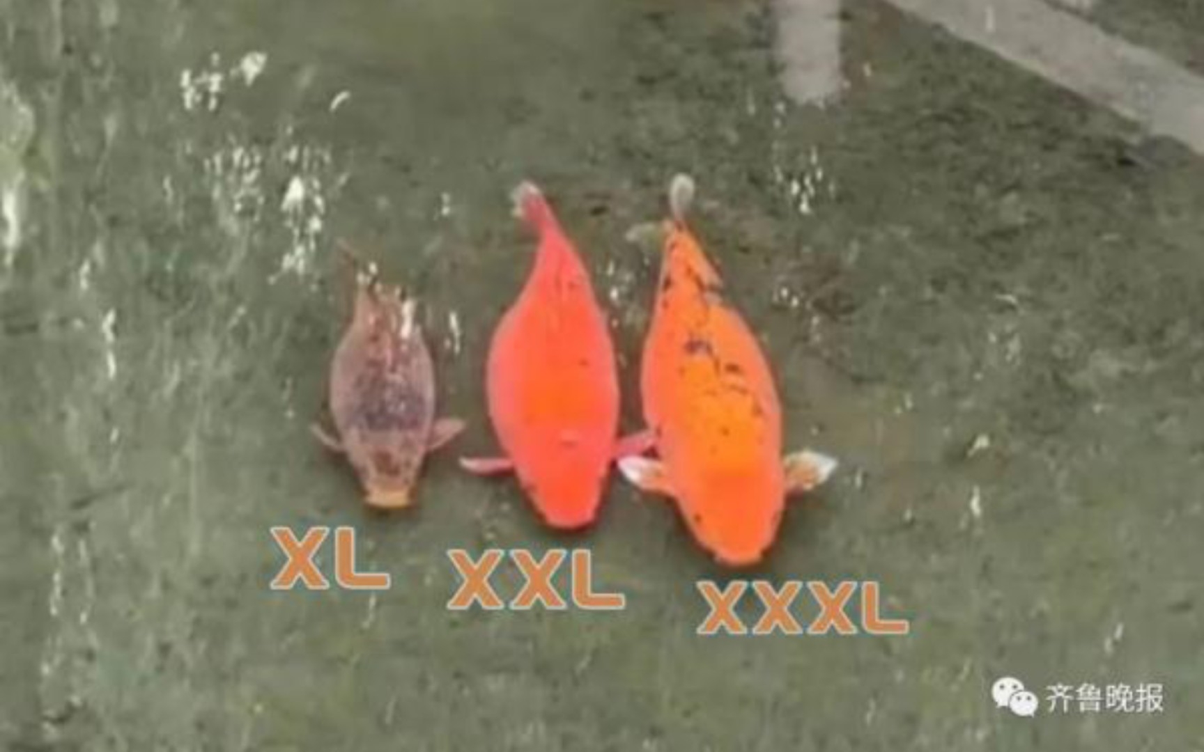 憨态可掬!“XL、XXL、XXXL”…济南趵突泉3只胖锦鲤同框!网友:饭搭子出游了?三年前它就是这个体型,后来它身边别的鱼都和它一起胖了.哔哩哔...