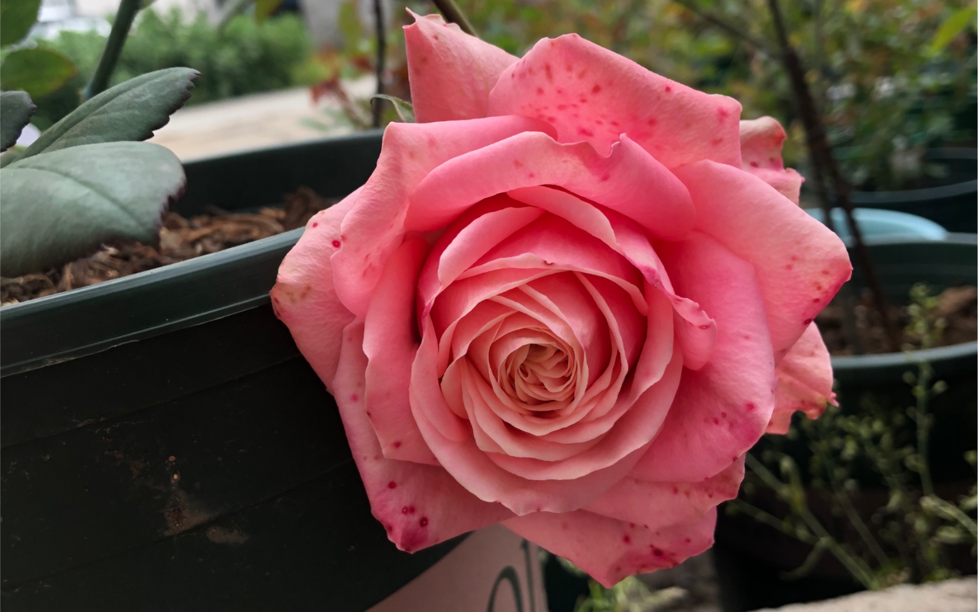 诗人花园的根接月季诺言开花过程!