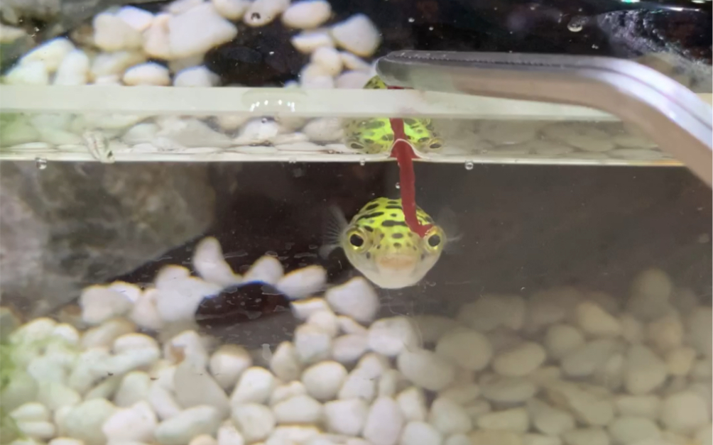 潜水艇鱼小河豚