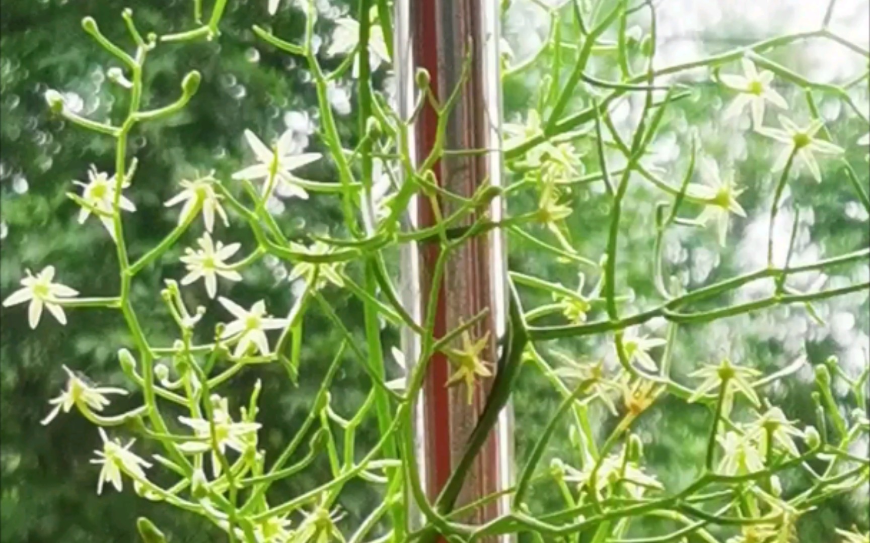 【大苍角殿】大苍开花