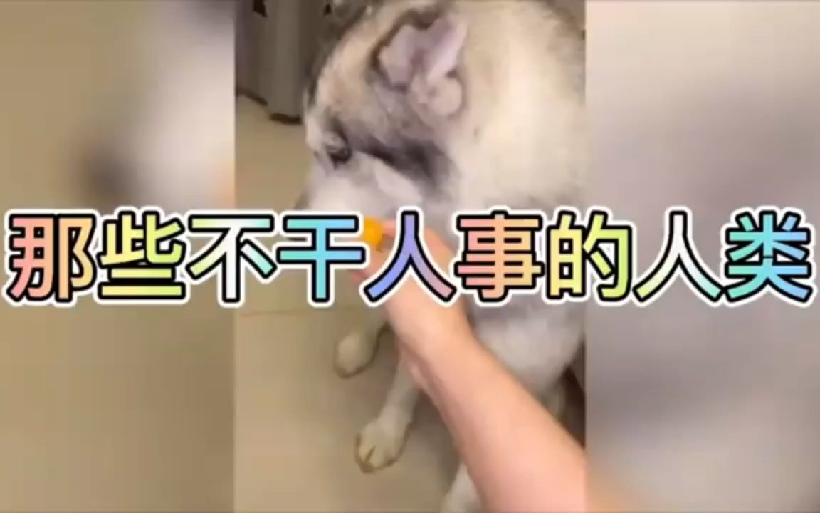 宠物怨念 那些不干人事的人类