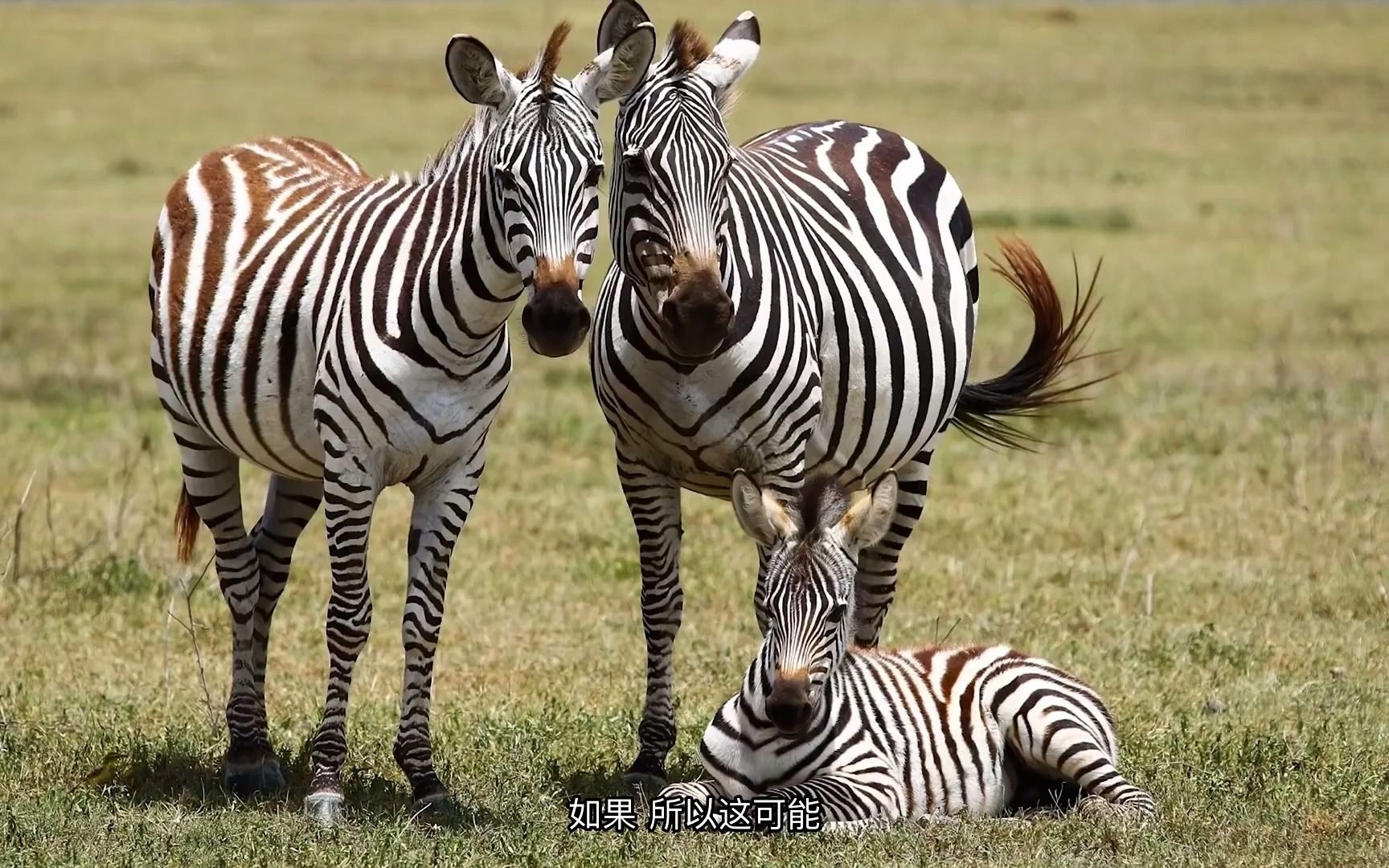 [图]为什么斑马有条纹？Why do zebras have stripes？