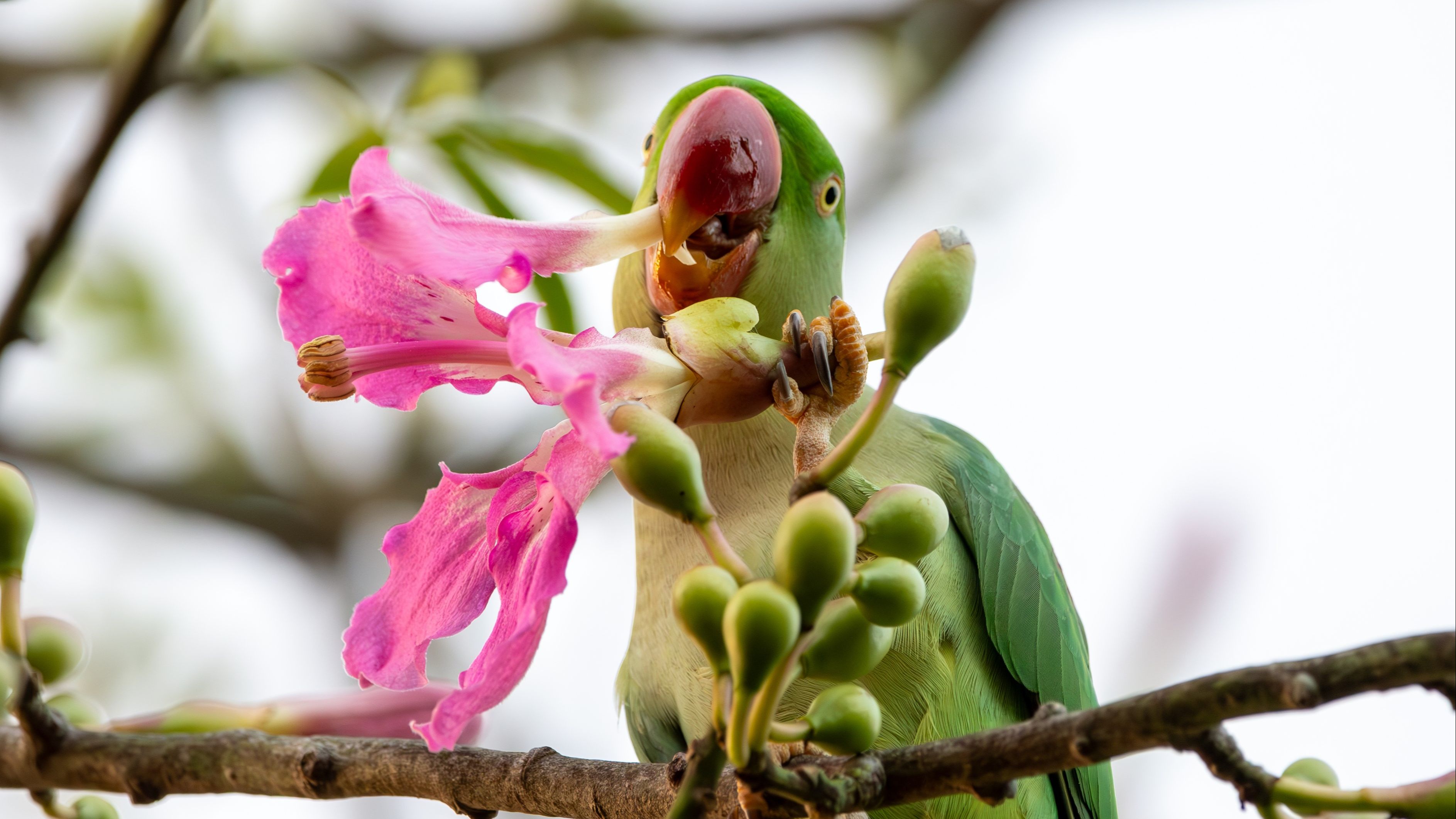 【亚历山大鹦鹉】龙卷风小鹦鹉摧毁美丽异木棉