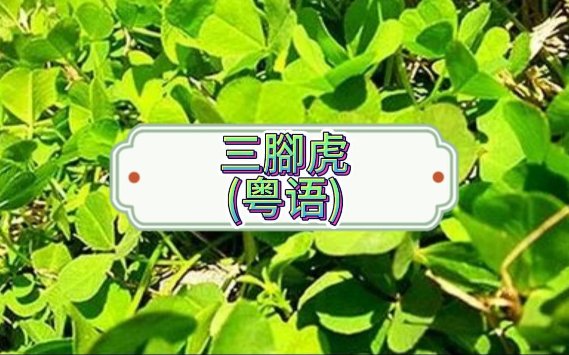 三叉虎的功效与作用图片