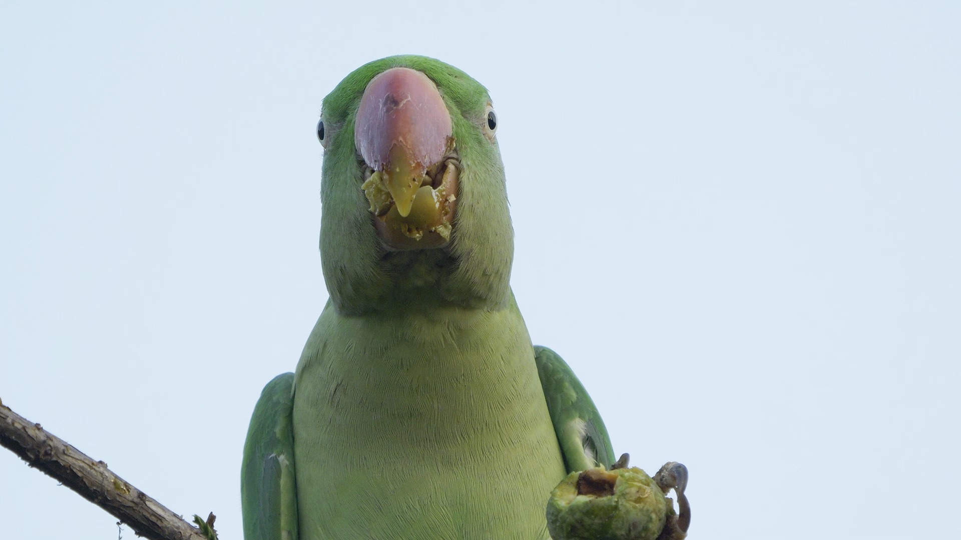 【行为图鉴】亚历山大鹦鹉 吃播特写 hdr