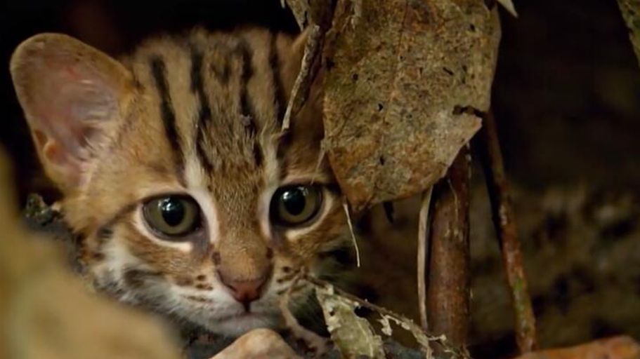 锈斑豹猫:世界上最小的小猫咪,只有成人手掌大小