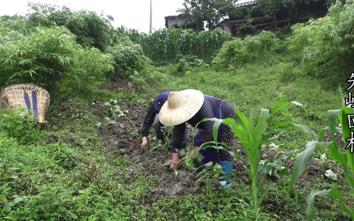 干农活照片背影图片