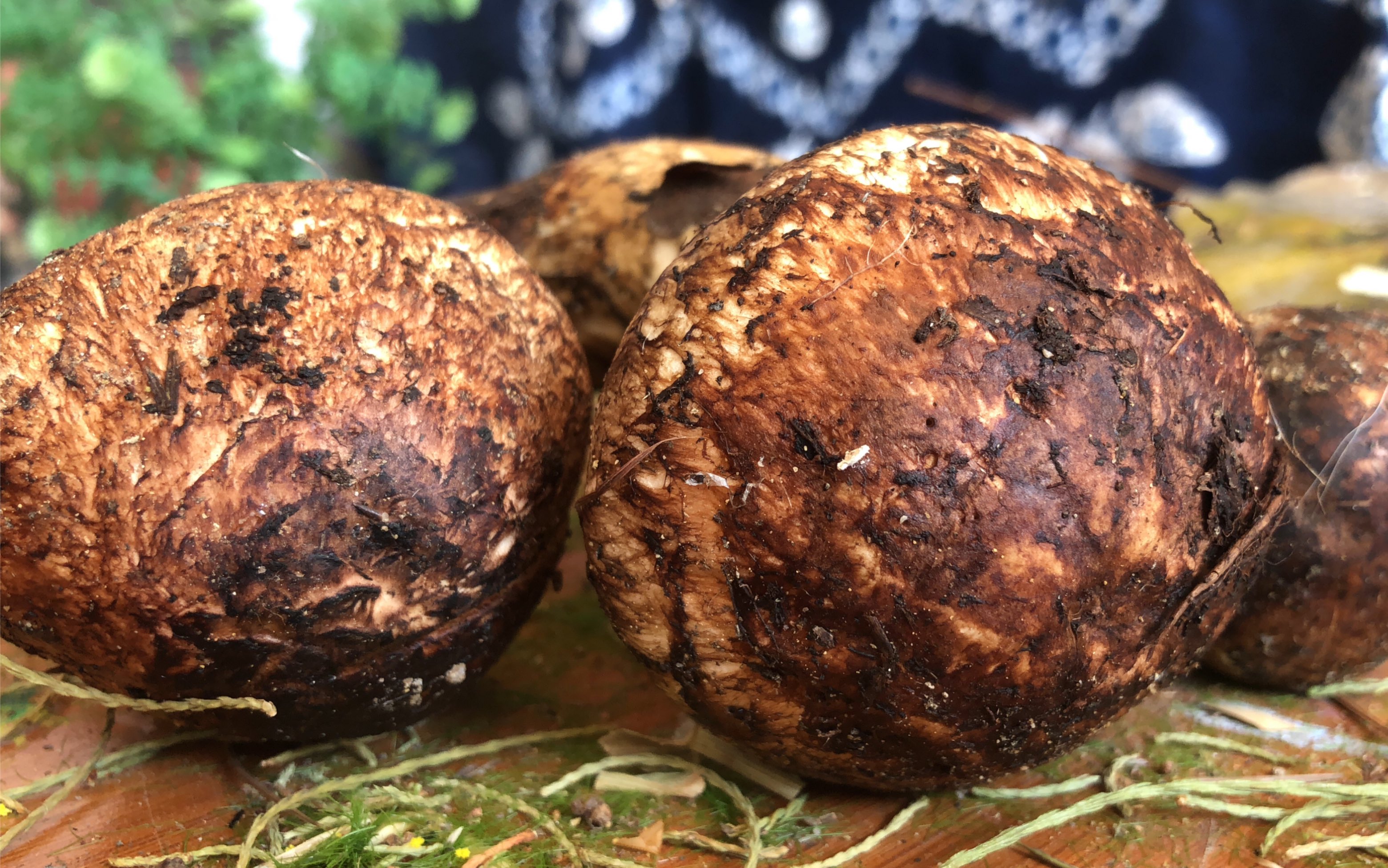 云南苍山顶级松茸280一斤果然贵有贵的道理一进油锅就闻到香味