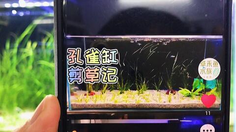 鱼缸造景 水草修剪 一段时间没见的孔雀缸现状如何 哔哩哔哩 鱼缸造景 水草修剪 一段时间没见的孔雀缸现状如何 哔哩哔哩