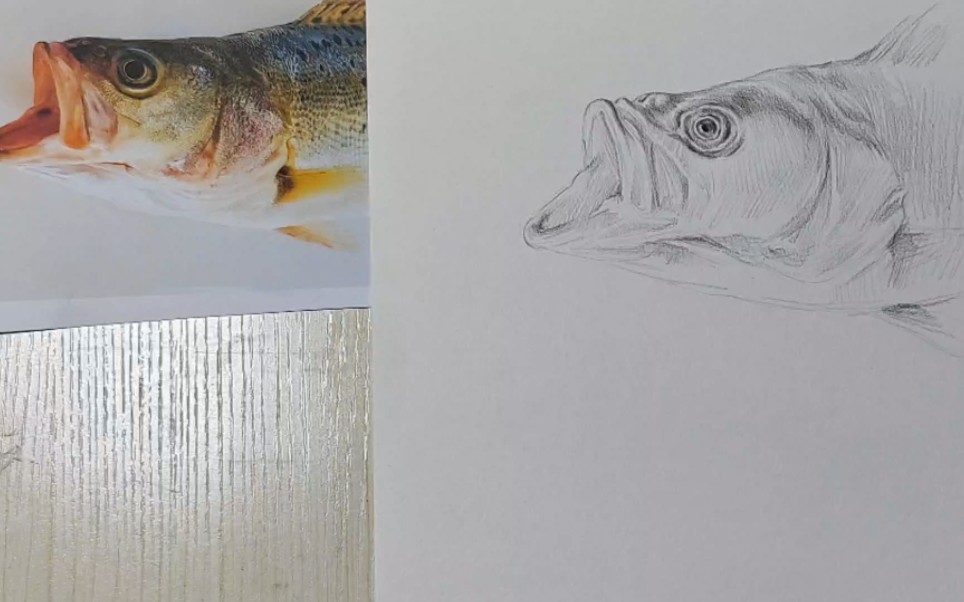 如何快速轻松的训练素描鱼