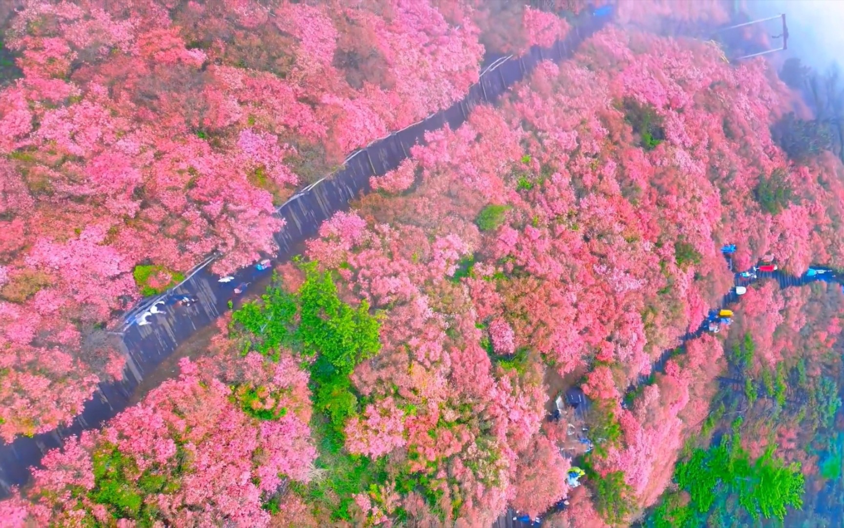 “ 总得去龟峰山看那满山遍野的杜鹃花吧 ”哔哩哔哩bilibili