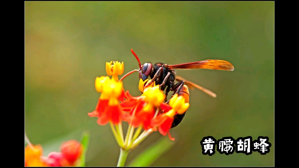 浅记录一下黄腰胡蜂吧哔哩哔哩bilibili