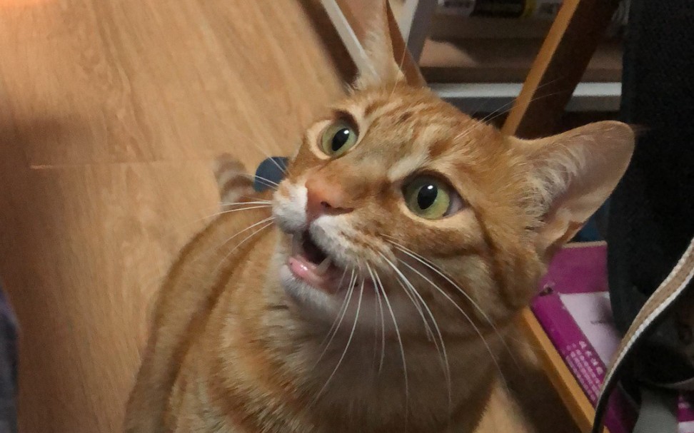 假橘猫 真沙雕的逗猫棒玩耍方式