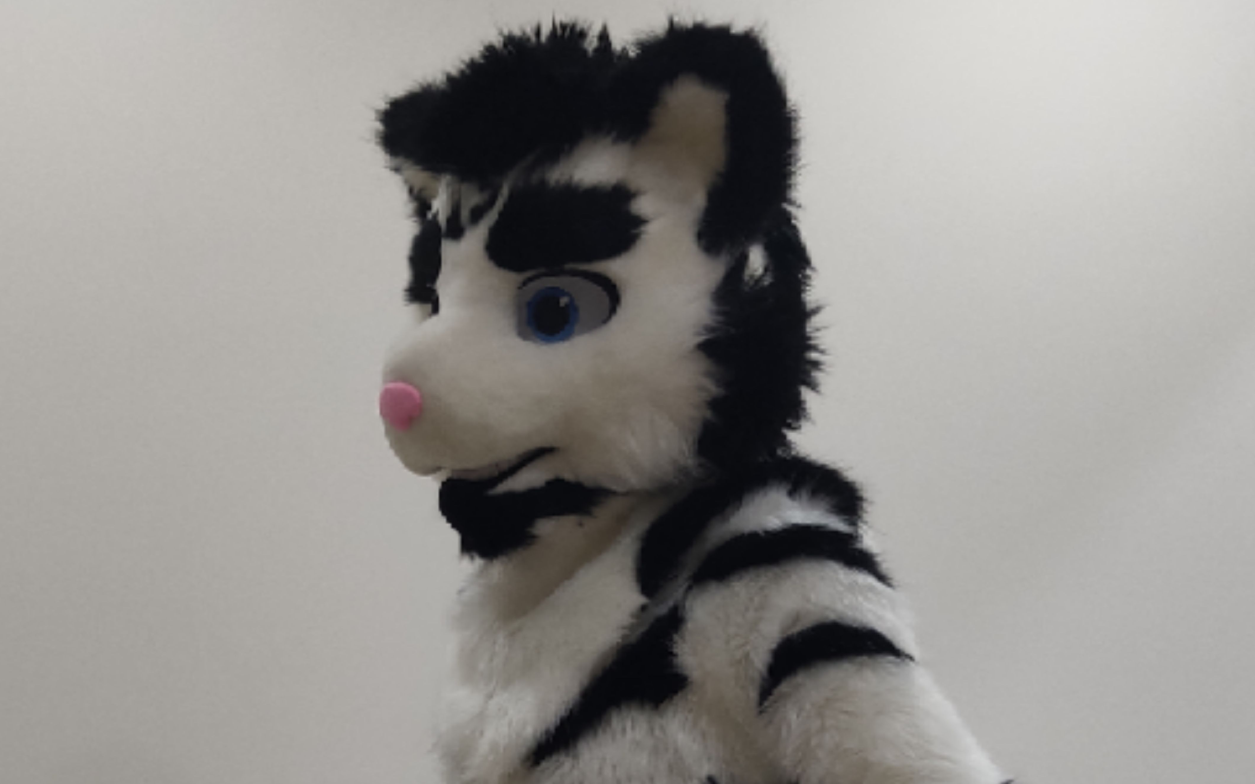 【fursuit兽装开箱】小脑斧银丸君首秀