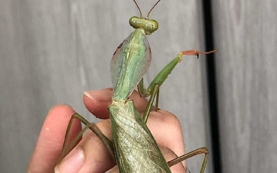 5只夺嫡菱背螳(rf盾螳)全部进3l,进食5mm-8mm樱桃