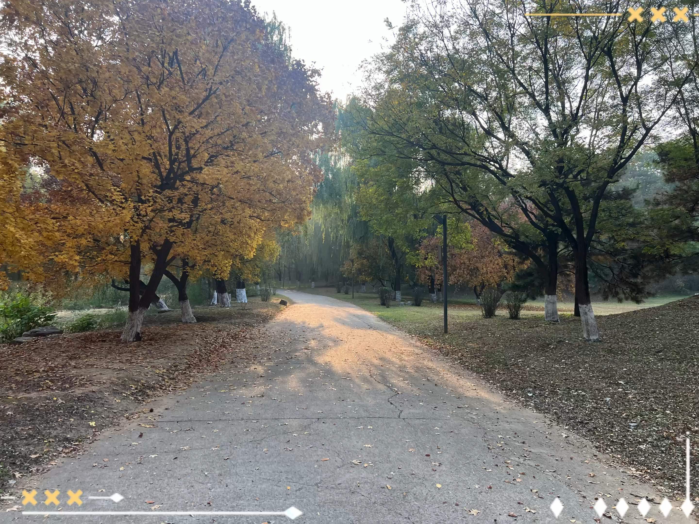 秋日公园漫步记 | 枫叶变装秀开始啦!