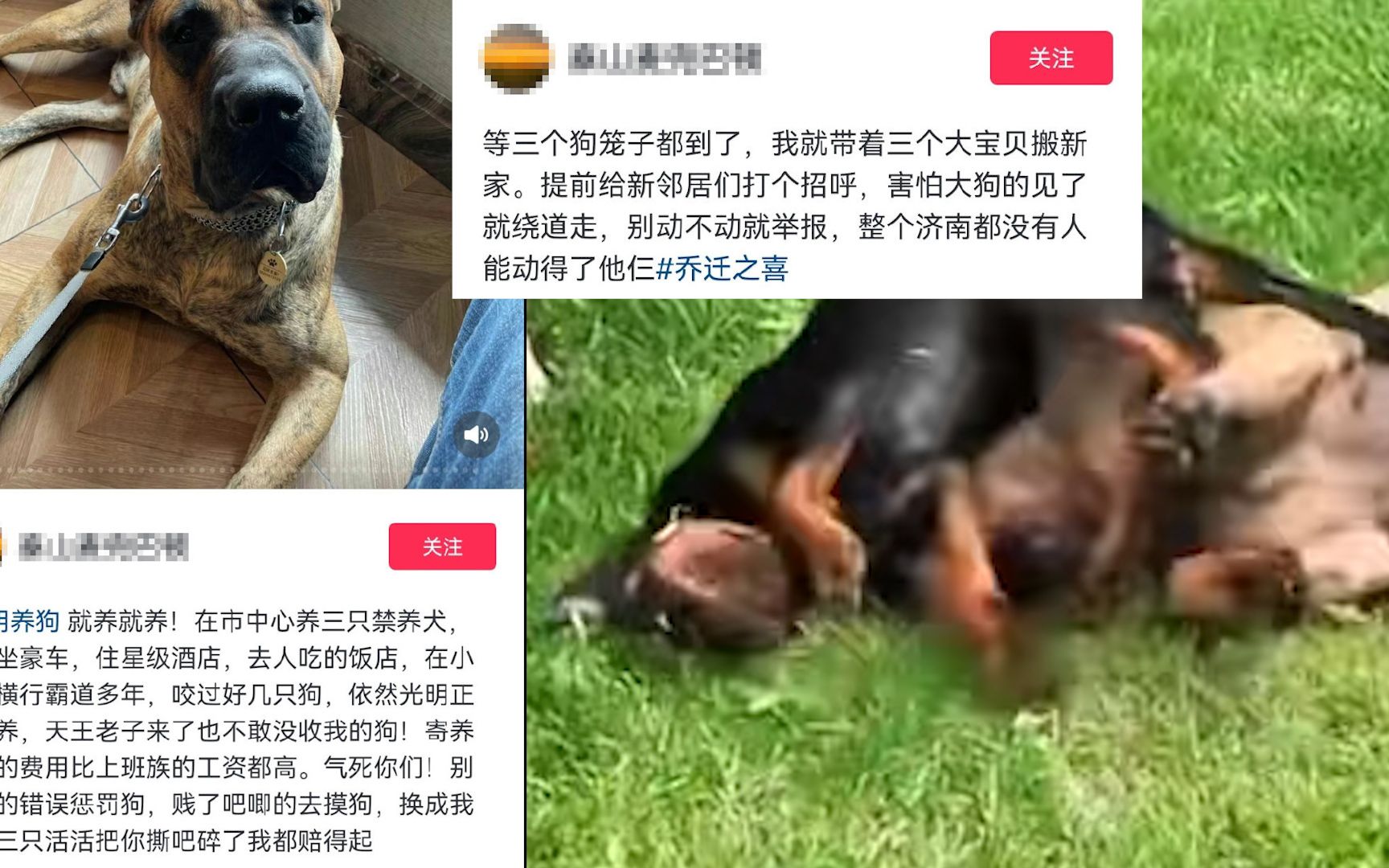 男子炫耀济南市中心养烈性犬,警方通报哔哩哔哩bilibili