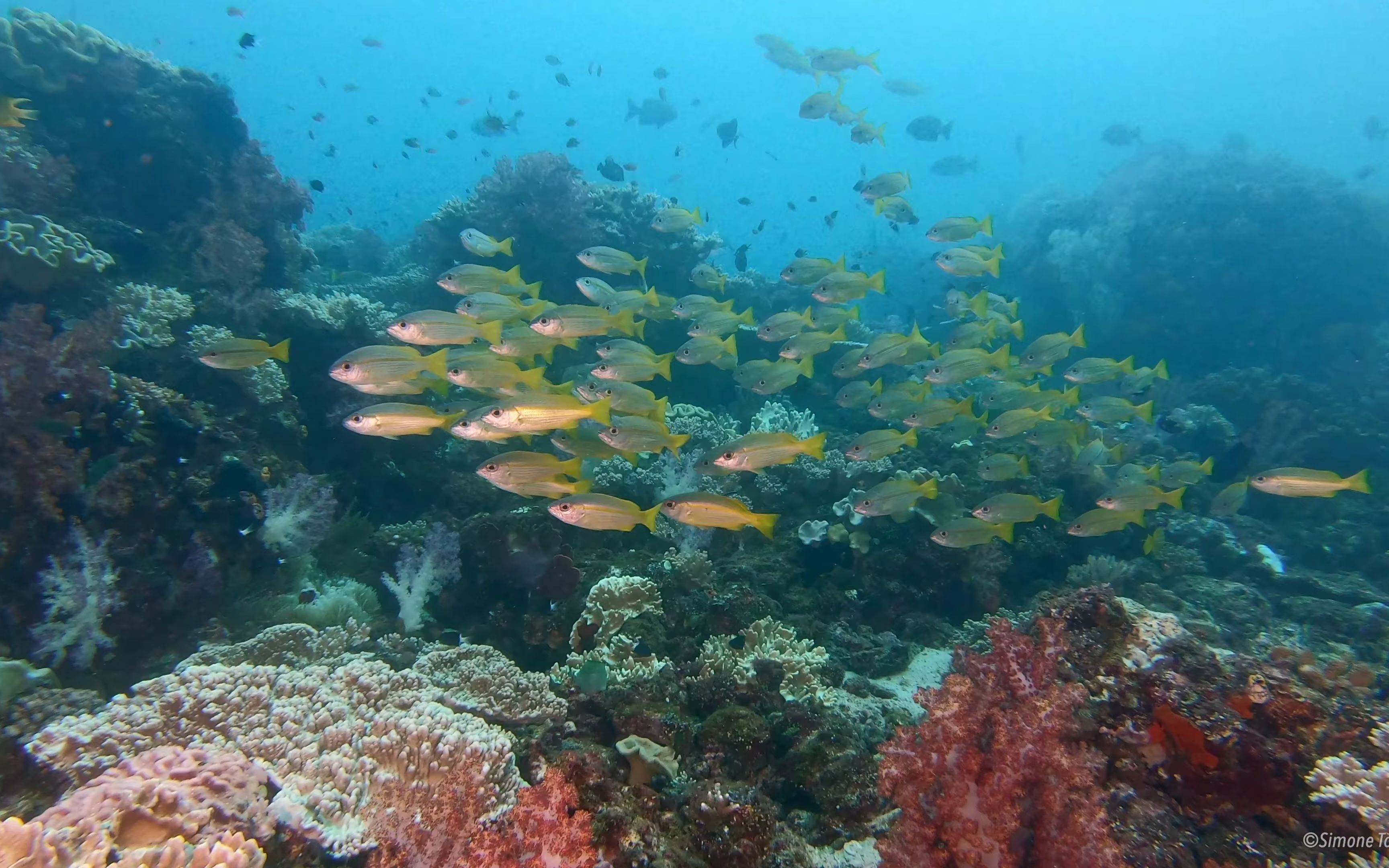 [图]【4K高清美景欣赏】特里顿湾海底世界，敬请欣赏