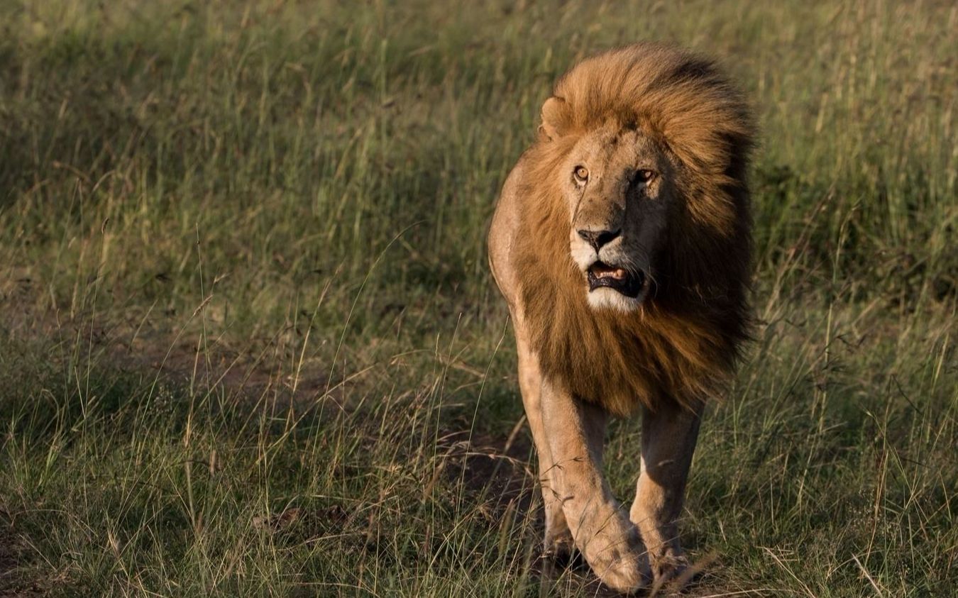 不怕狮子跑得快,就怕狮子会套路