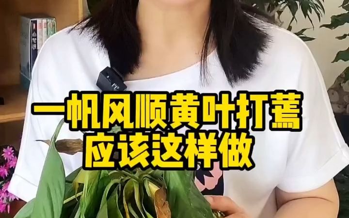 一帆风顺怎样养护哔哩哔哩bilibili