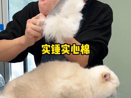 猫毛可以做羽绒服吗𐟤祓”哩哔哩bilibili