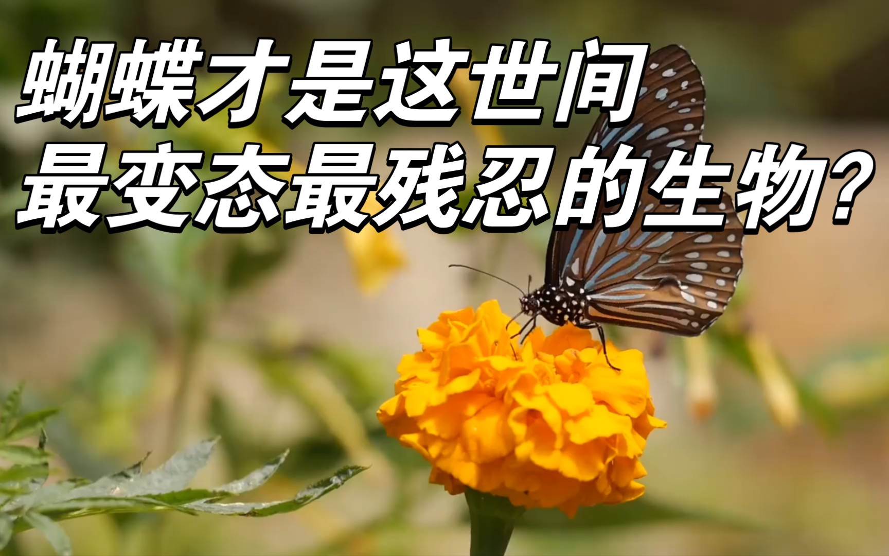 蝴蝶是这世间最变态最残忍的生物?哔哩哔哩bilibili