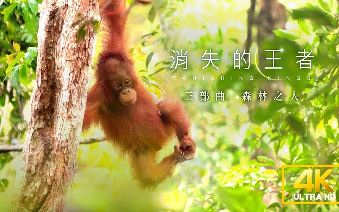 [图]《聚焦全世界》消失的王者三部曲：森林之人* 第46期｜舒梦兰 Vanishing Kings III- Orangutan of Borneo