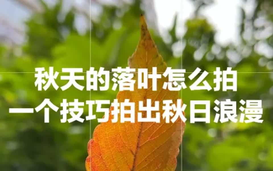 秋天的落叶怎么拍,一个技巧拍出秋日浪漫!哔哩哔哩bilibili