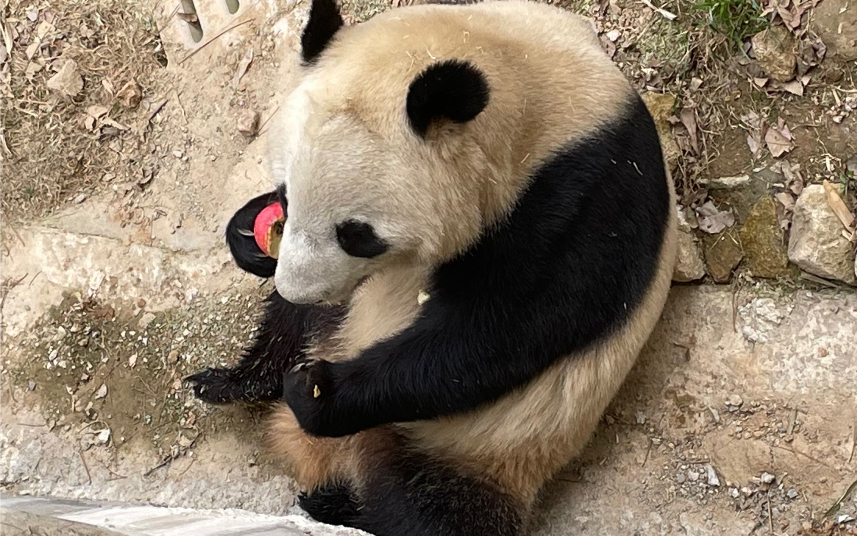 佛坪大熊猫佳佳