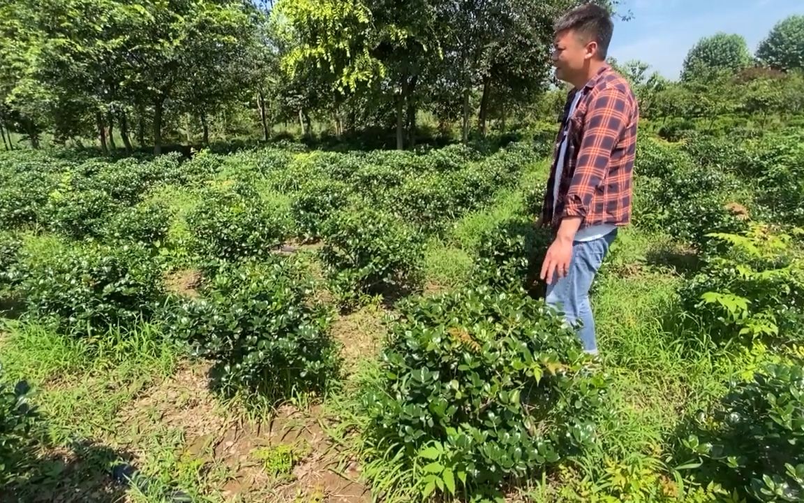 枸骨球 四季常绿球类植物 园林绿化常用耐寒常青苗木 修剪造型球子哔哩哔哩bilibili