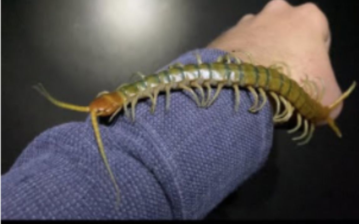 长毛大叔徒手勇抓沙漠巨蜈