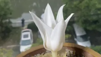 Gethyllis G属弹簧草休眠期到来了 哔哩哔哩 Bilibili