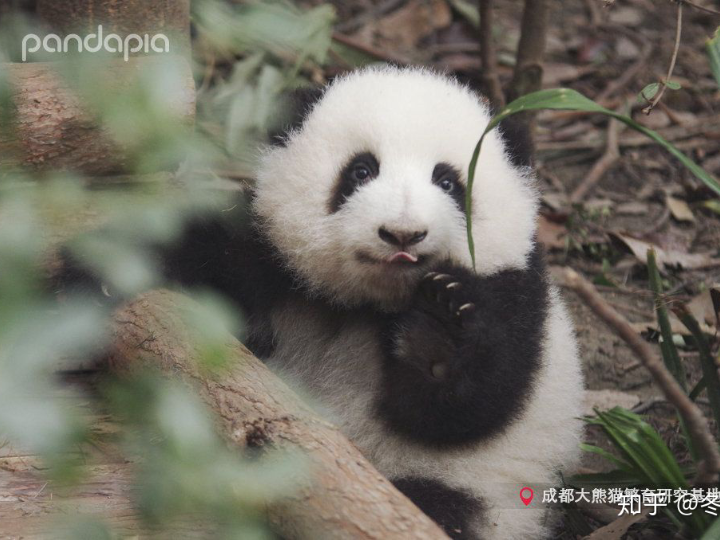 【大熊猫】熊猫和花