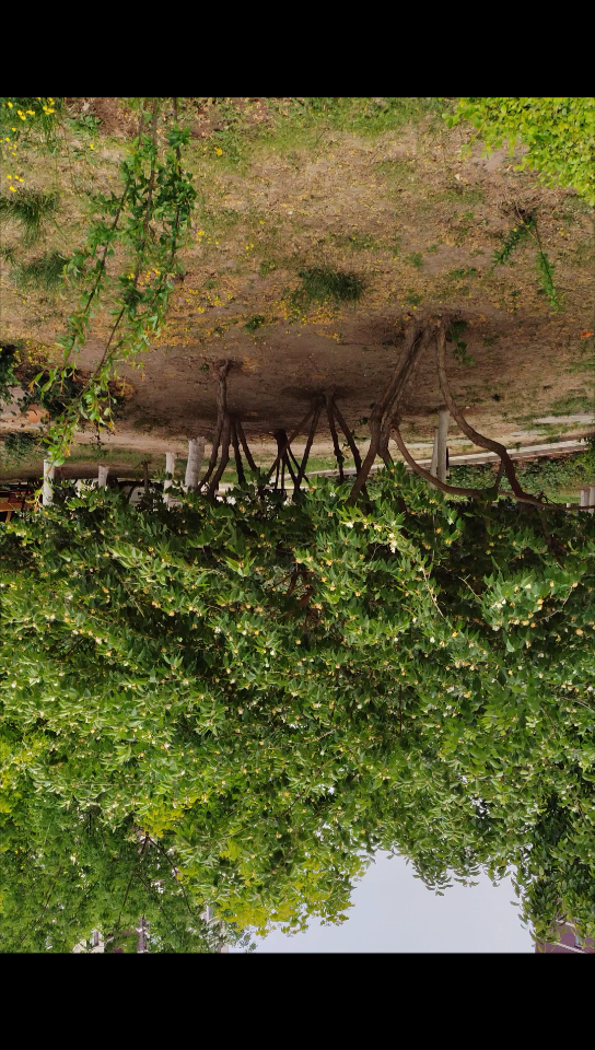 倒栽树_哔哩哔哩_bilibili