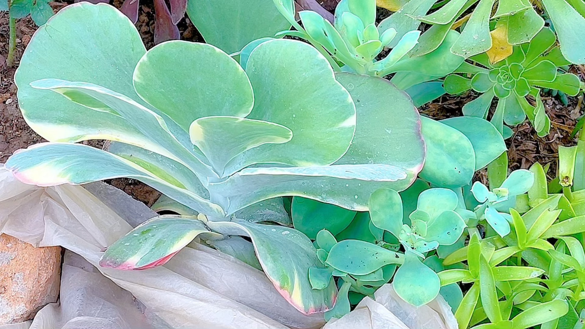 这棵唐印锦挺大一棵了,很好