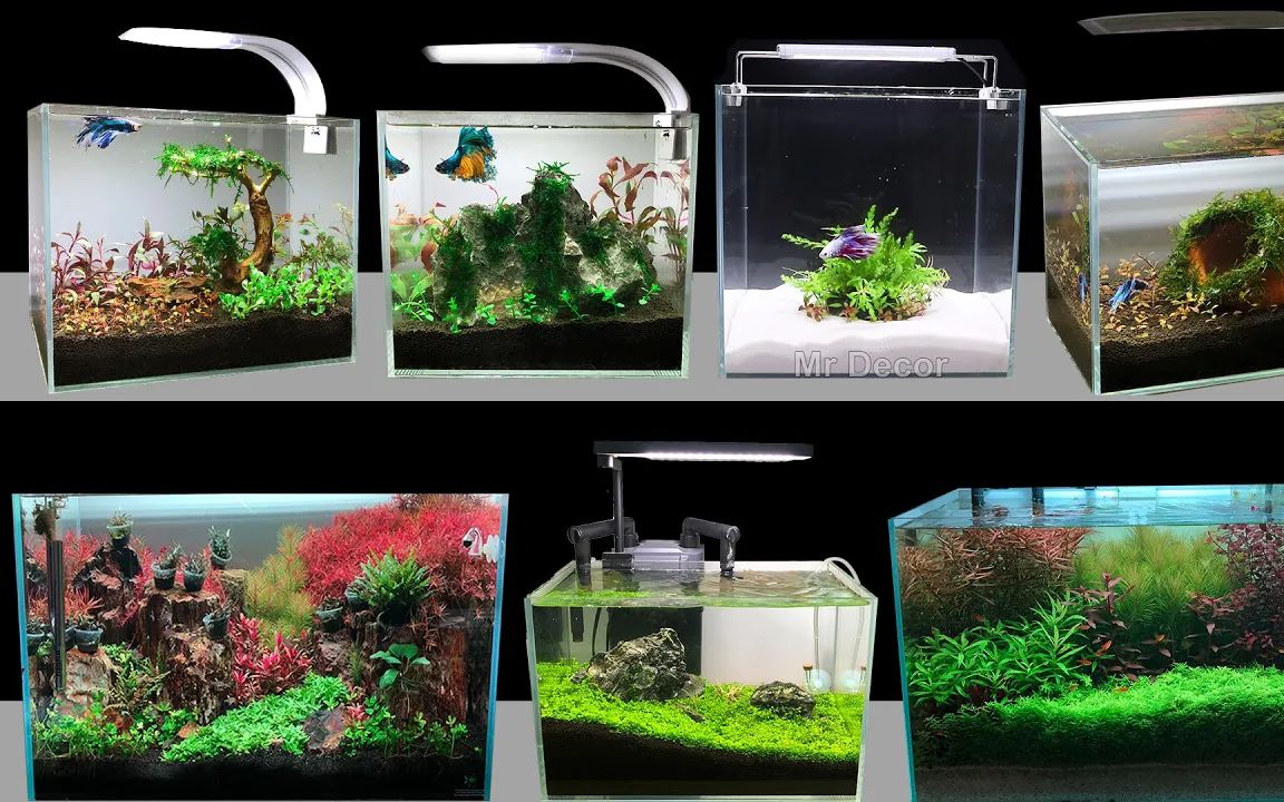 【diy鱼缸水景】如何在家里制作迷你种植水族箱鱼缸