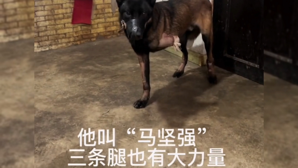 受伤的马犬后续如何了?分享一下进程哔哩哔哩bilibili