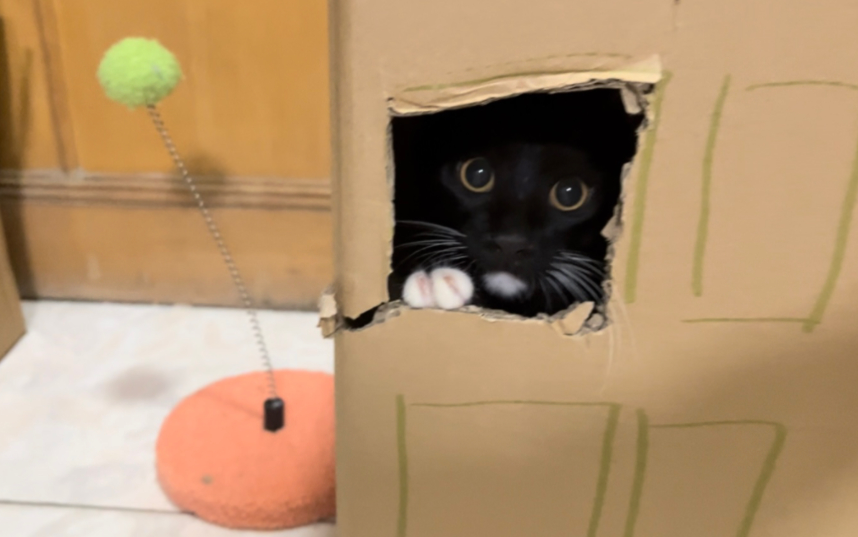 猫拳大师:松果弹抖闪电五连鞭