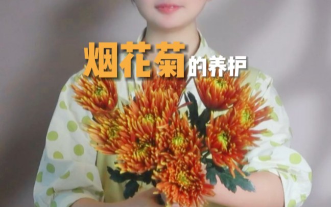 烟花菊的养护方法详解哔哩哔哩bilibili