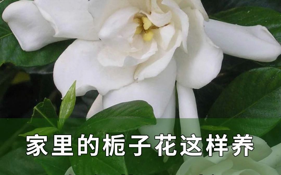 家里的栀子花这样养,年年花开不断哔哩哔哩bilibili