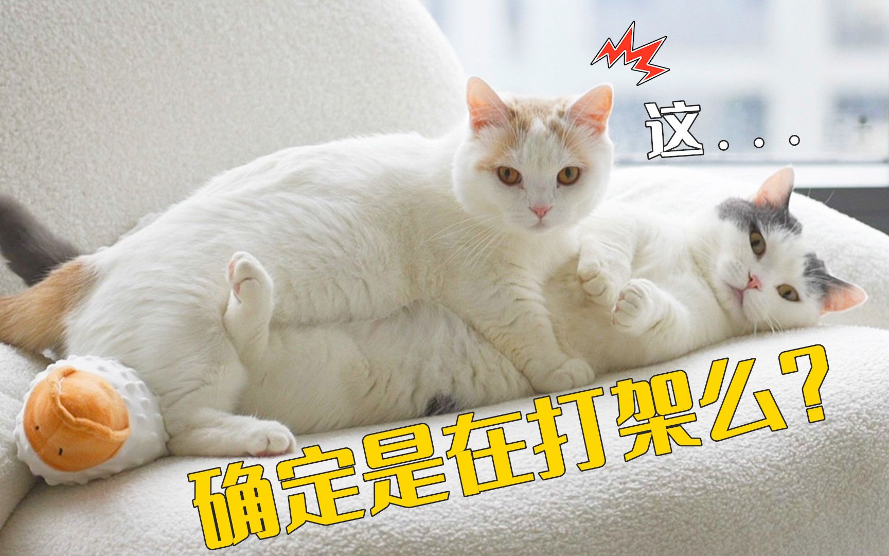 过年休息在家的一个月,我家猫变得异常暴躁!-萌猫宝哥哥-萌猫宝哥哥-哔哩哔哩视频