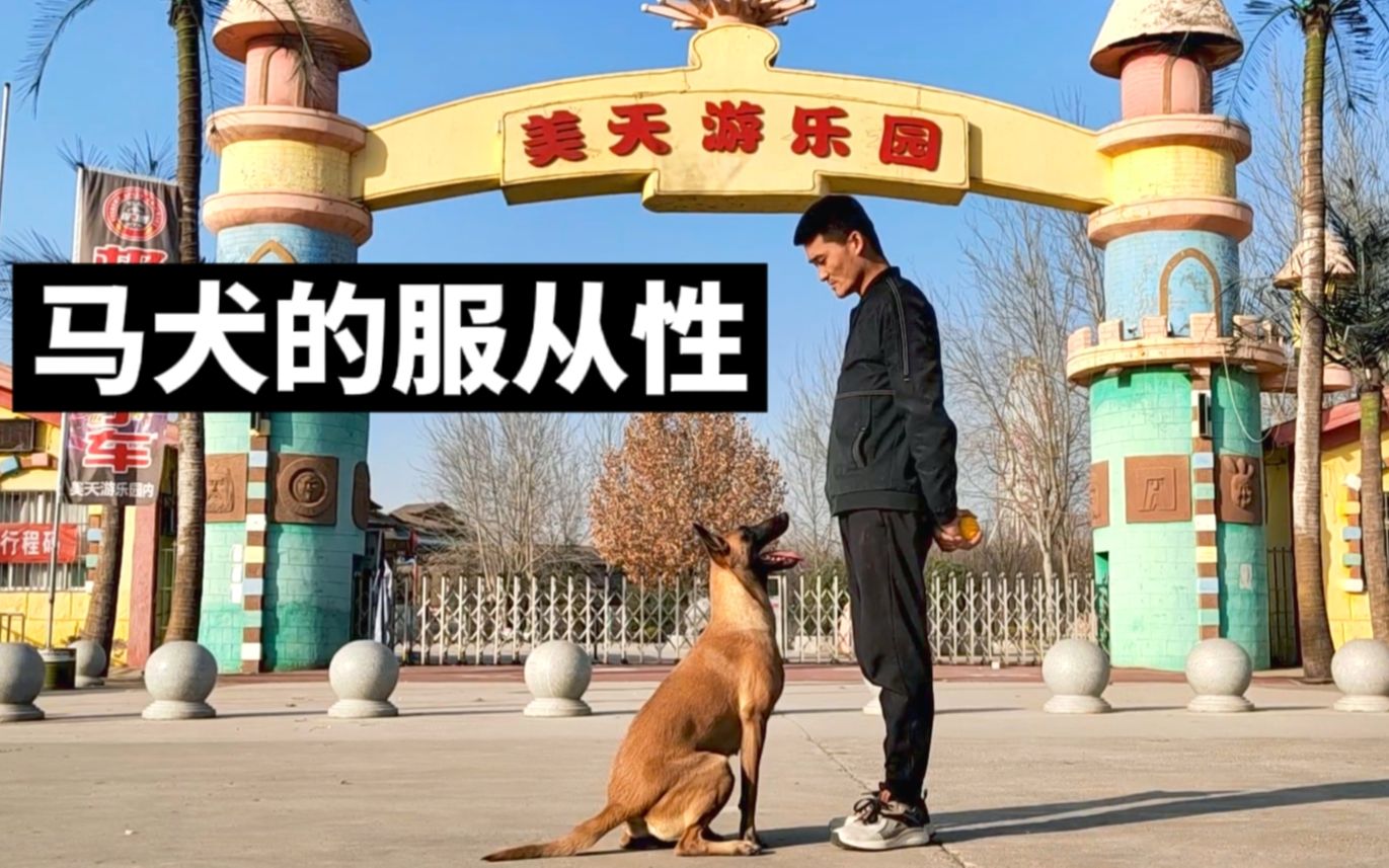 马犬的服从性到底有多强哔哩哔哩bilibili